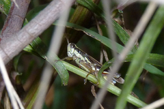 Dichroplus elongatus