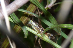 Dichroplus elongatus