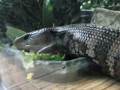 Tiliqua