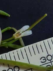 Cardamine paucijuga