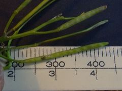 Cardamine paucijuga