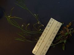 Cardamine paucijuga