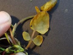 Cardamine paucijuga