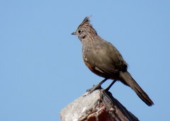 Rhinocrypta lanceolata