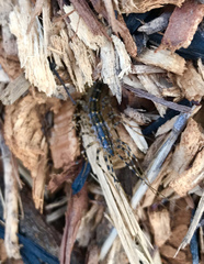 Scutigera coleoptrata