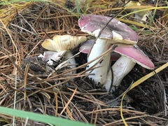 Russula pelargonia
