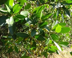 Laurelia sempervirens