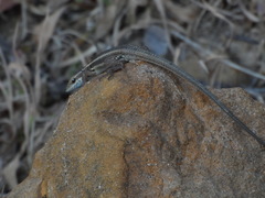 Ophisops elegans ehrenbergii