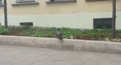 Corvus cornix