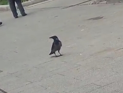 Corvus cornix