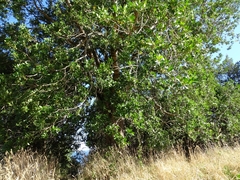 Laurelia sempervirens