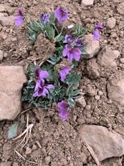Viola trinervata