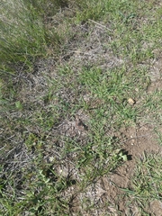 Euphydryas editha bayensis