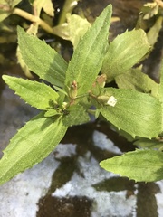 Gratiola neglecta