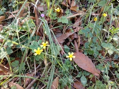 Ranunculus sierrae-orientalis