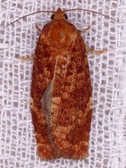 Choristoneura pinus