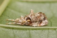 Glaphyria basiflavalis