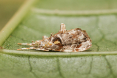 Glaphyria basiflavalis