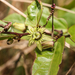 Passiflora pallida - Photo (c) Logan Crees,  זכויות יוצרים חלקיות (CC BY-NC), uploaded by Logan Crees