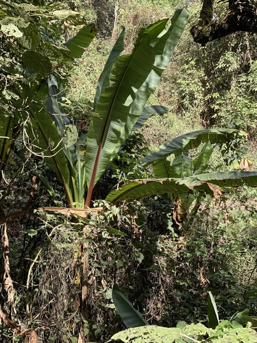 Abyssinian banana (Ensete ventricosum)