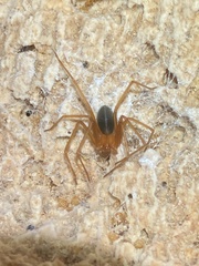 Loxosceles yucatana