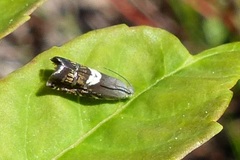 Grapholita fana