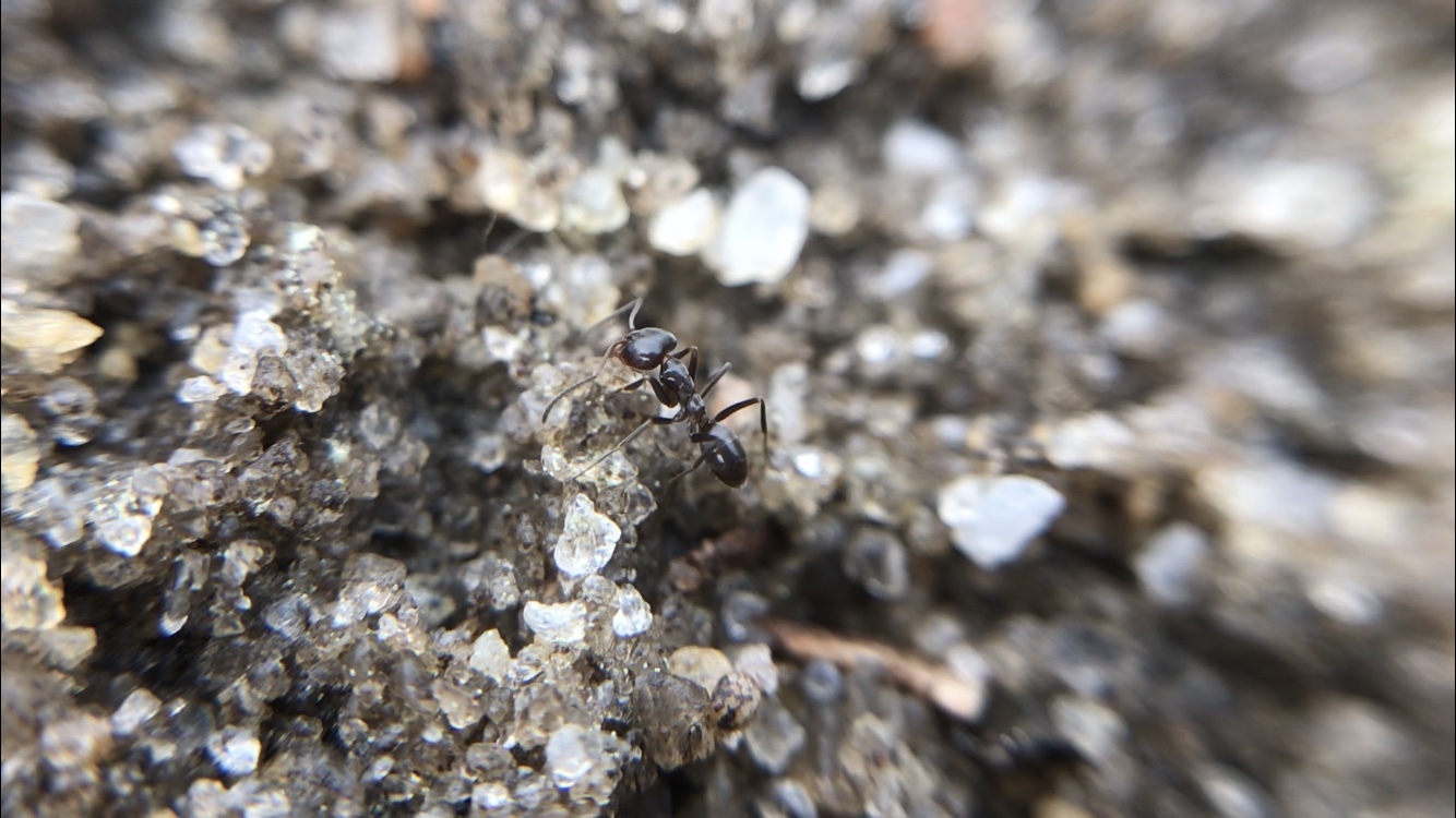 Dorymyrmex medeis
