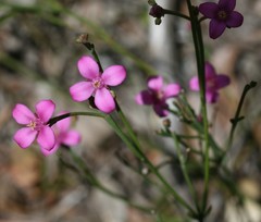 Boronia spathulata