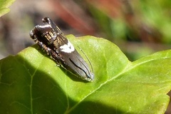 Grapholita fana