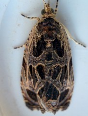 Olethreutes tilianum