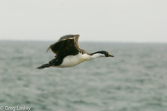 Leucocarbo georgianus