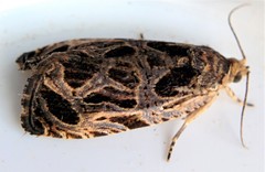 Olethreutes tilianum
