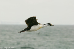 Leucocarbo georgianus