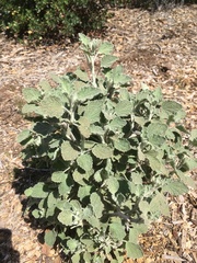 Malacothamnus arcuatus