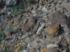 Ophisops elegans ehrenbergii