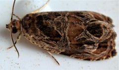 Olethreutes tilianum