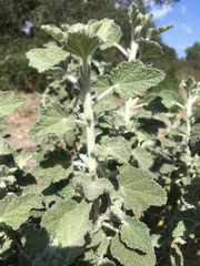 Malacothamnus arcuatus