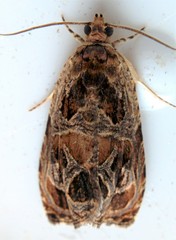 Olethreutes tilianum