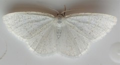 Protitame virginalis