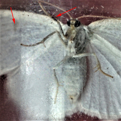 Protitame virginalis