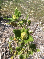 Malacothamnus involucratus