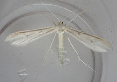 Hellinsia homodactylus