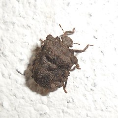 Cyrtocoris