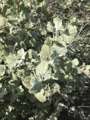 Malacothamnus abbottii