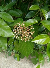 Viburnum japonicum