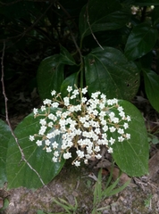 Viburnum japonicum