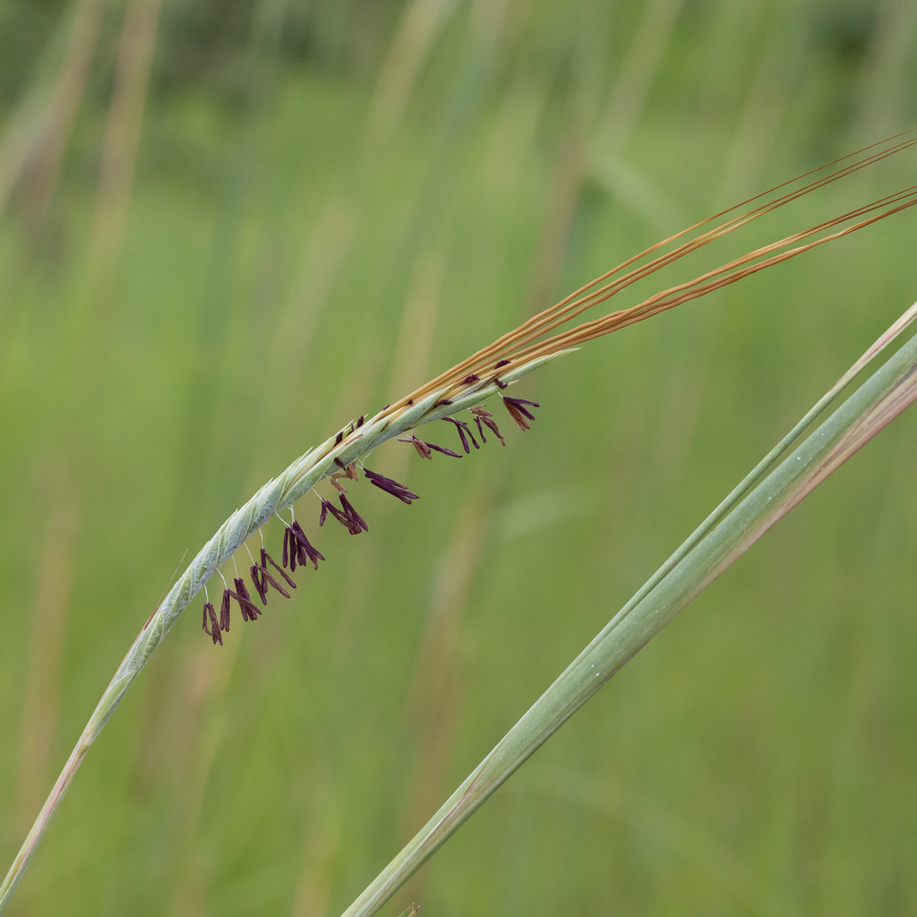 Giant Speargrass