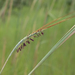 Heteropogon triticeus - Photo (c) Kym Nicolson, algunos derechos reservados (CC BY), subido por Kym Nicolson