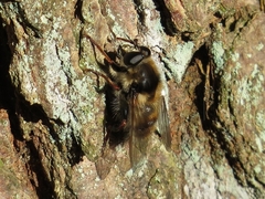 Criorhina verbosa