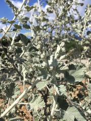 Malacothamnus jonesii